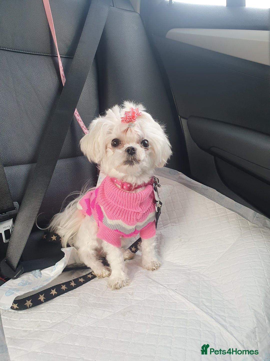 Maltese dogs for sale: 💔 Loving Home Needed for Molly 💔 - Advert 1