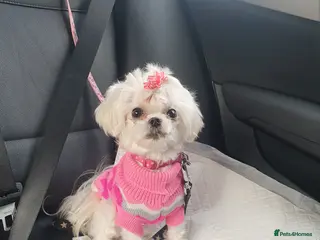 Maltese dogs 💔 Loving Home Needed for Molly 💔 - Advert 5