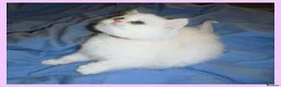British Shorthair cats for sale: GCCF Regd Tipped British Short Hair Females - Advert 7