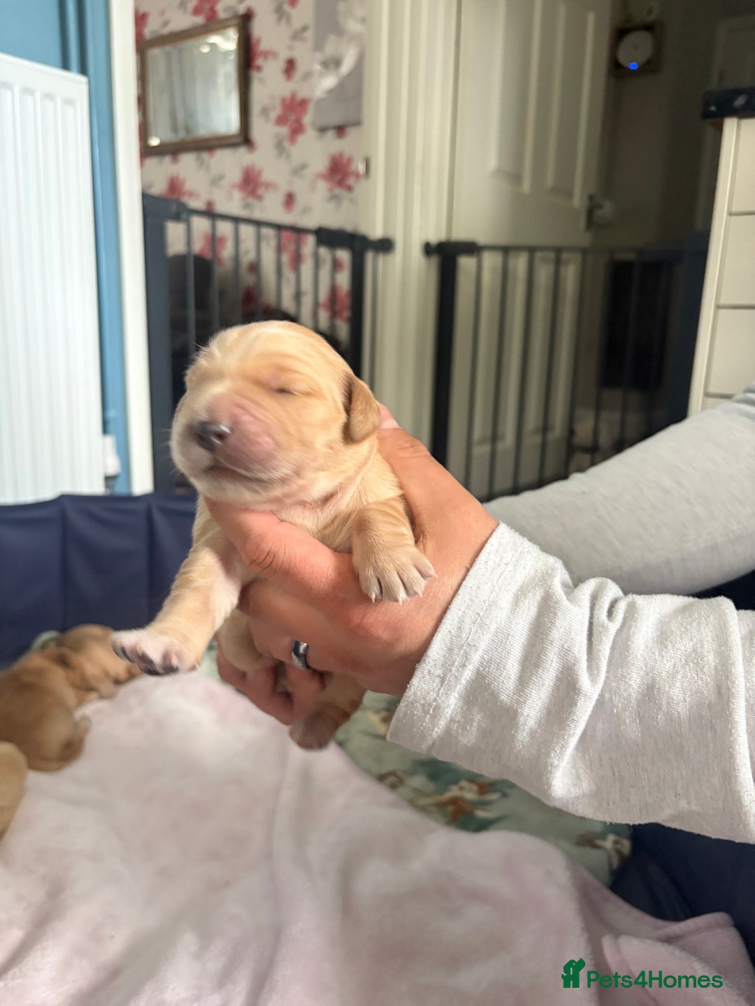 Golden Retriever dogs for sale: 6 beautiful golden retriever pups - Image 13