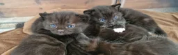Mixed Breed cats for sale: Bengal X Russian blue kittens  in Eastbourne - Advert 13