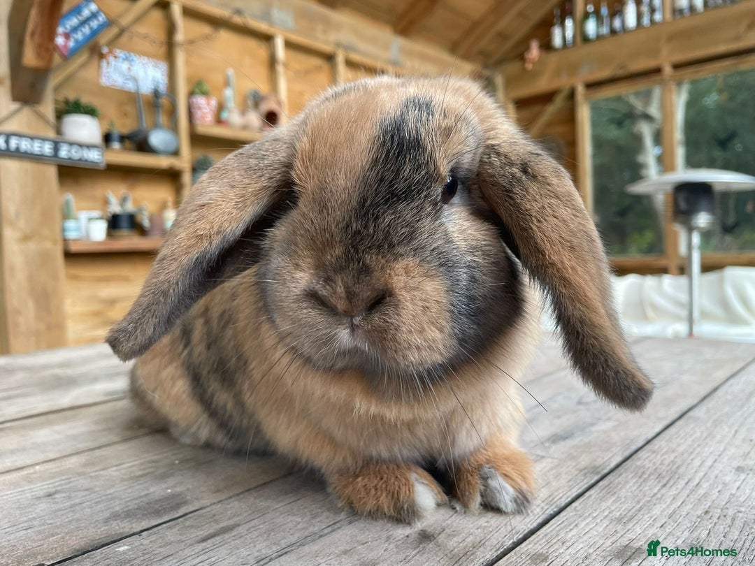 Mini Lop rabbits for sale: Mini Lop Rabbits Waitlist 2026 - Advert 8