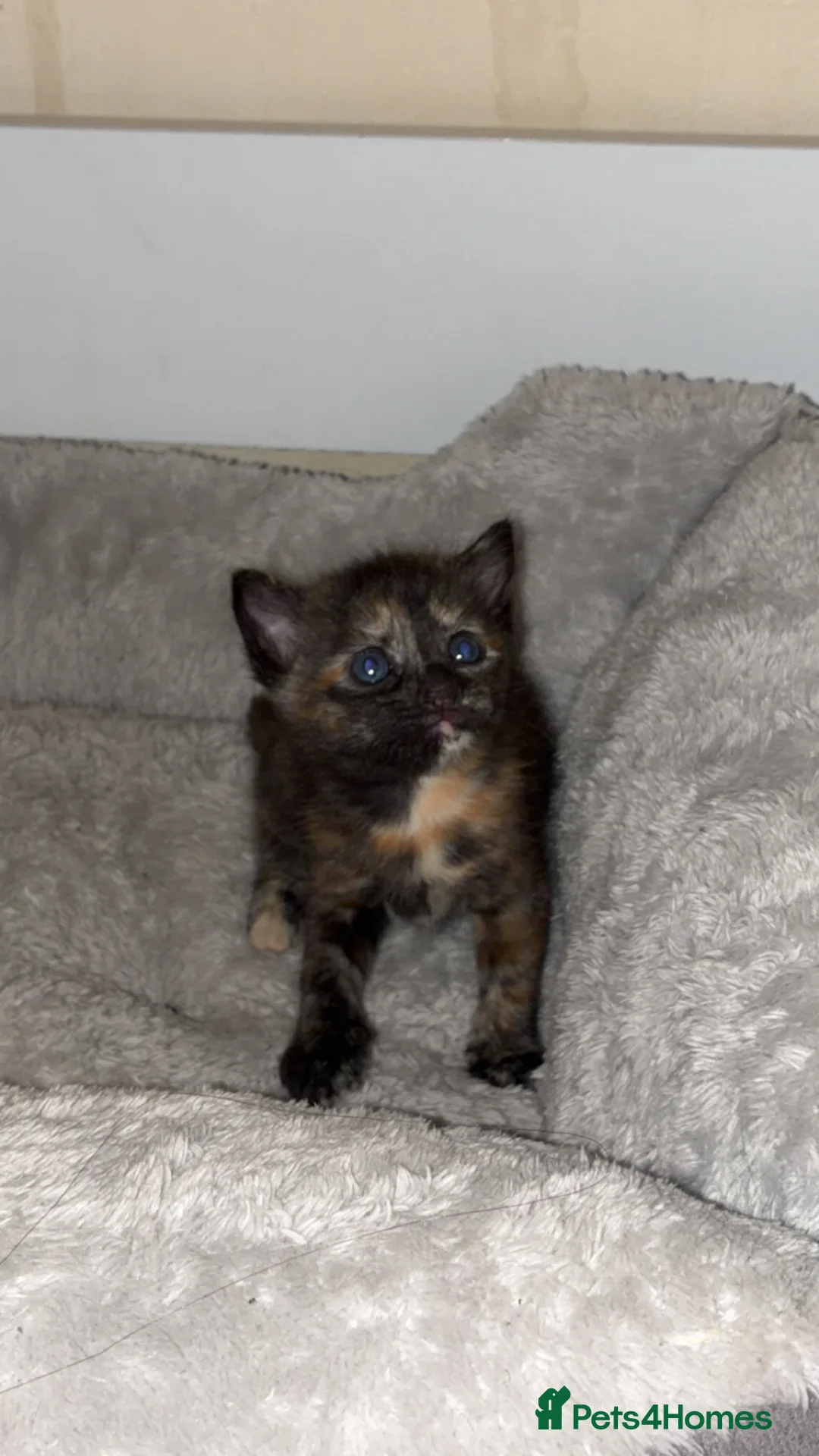 Mixed Breed cats for sale: Kittens - Advert 6