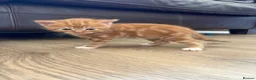 Mixed Breed cats for sale: 4 Ginger Male Kittens from 7th of September  in London - Advert 7