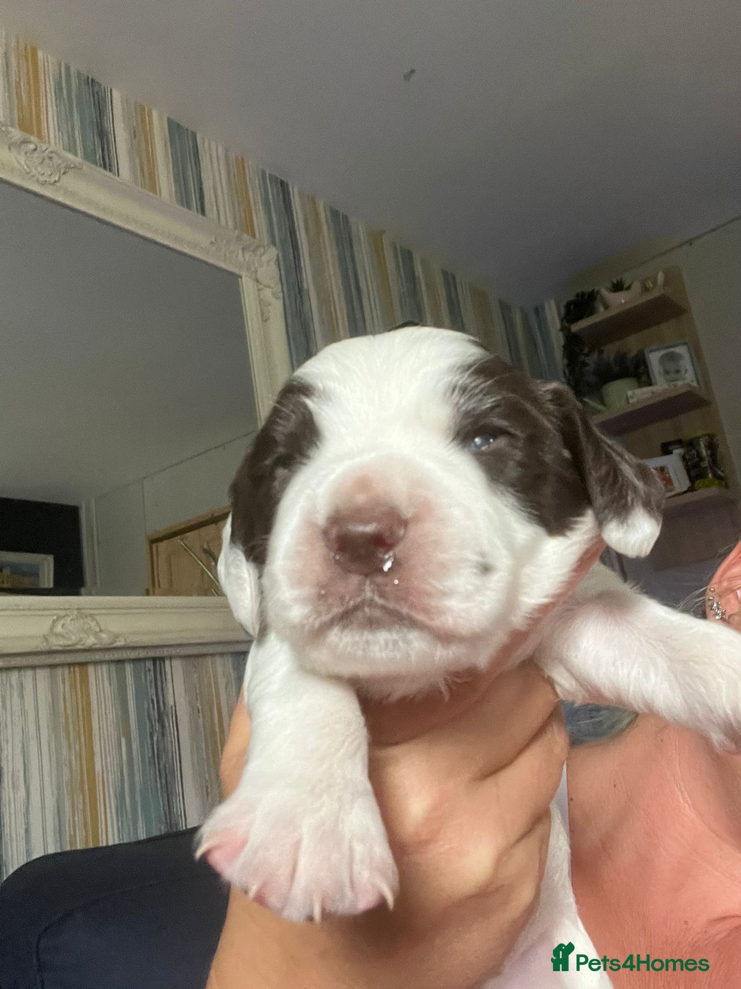 Sprocker dogs for sale: Beautiful Sprocker puppies  - Image 24