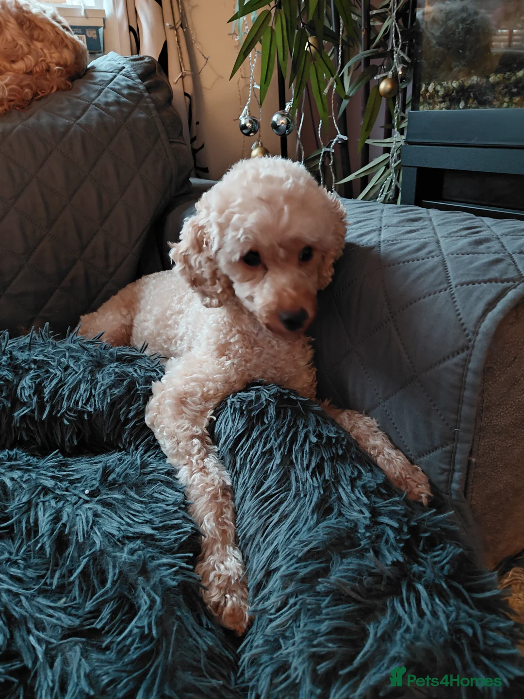 Maltipoo dogs for sale: Only 1 fully vaccinated Maltipoo pup left. - Advert 12