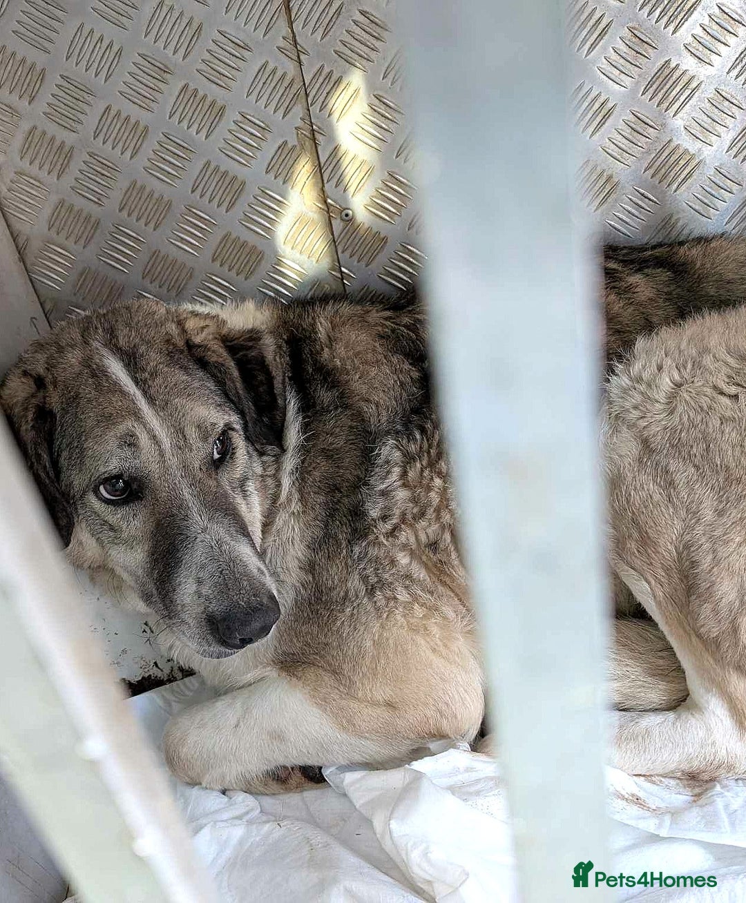 Mixed Breed dogs for adoption: Nelson 🐾 Five Years Waiting for a Real Life - Advert 2