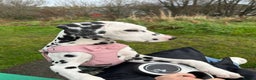 Dalmatian dogs for sale: Dalmatian girl 3 month old - Advert 2