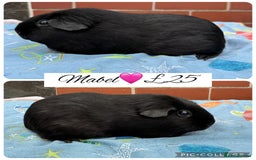 Guinea Pig rodents for sale: Female guinea pigs  - Image 1