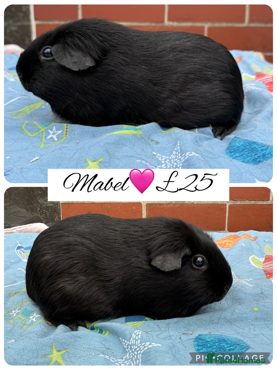 Guinea Pig rodents for sale: Female guinea pigs  - Image 1