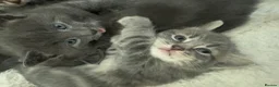 Mixed Breed cats for sale: Adorable grey kittens & tabby grey kittens  in Salisbury - Advert 24