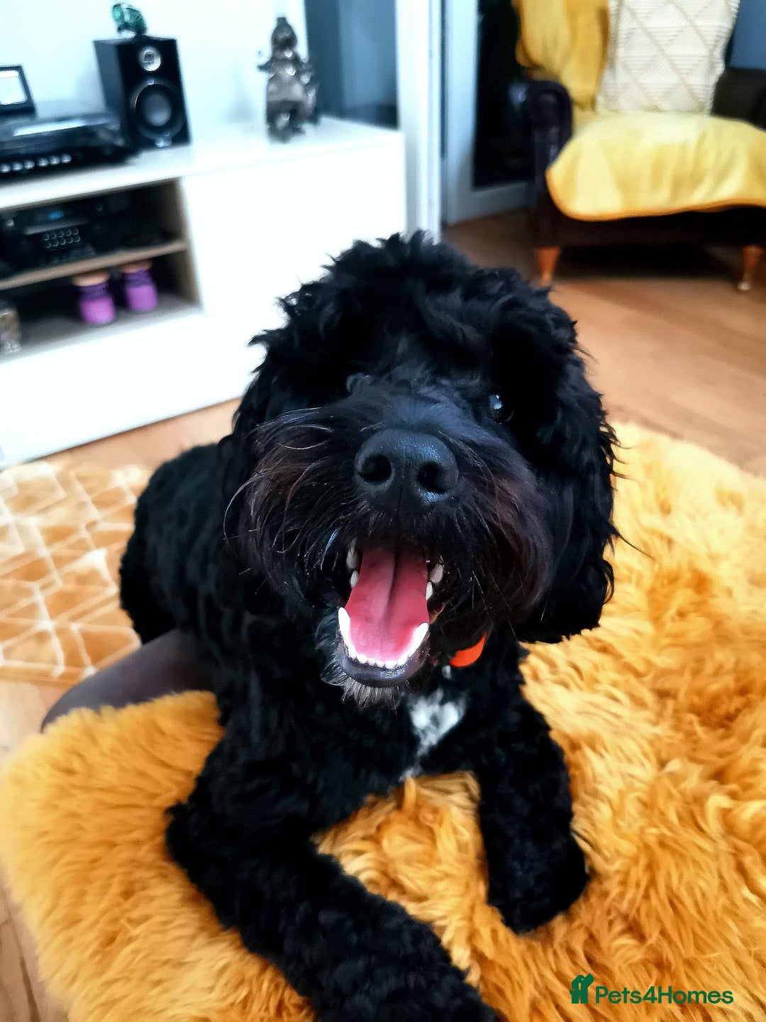 Gallery Image {{count}}