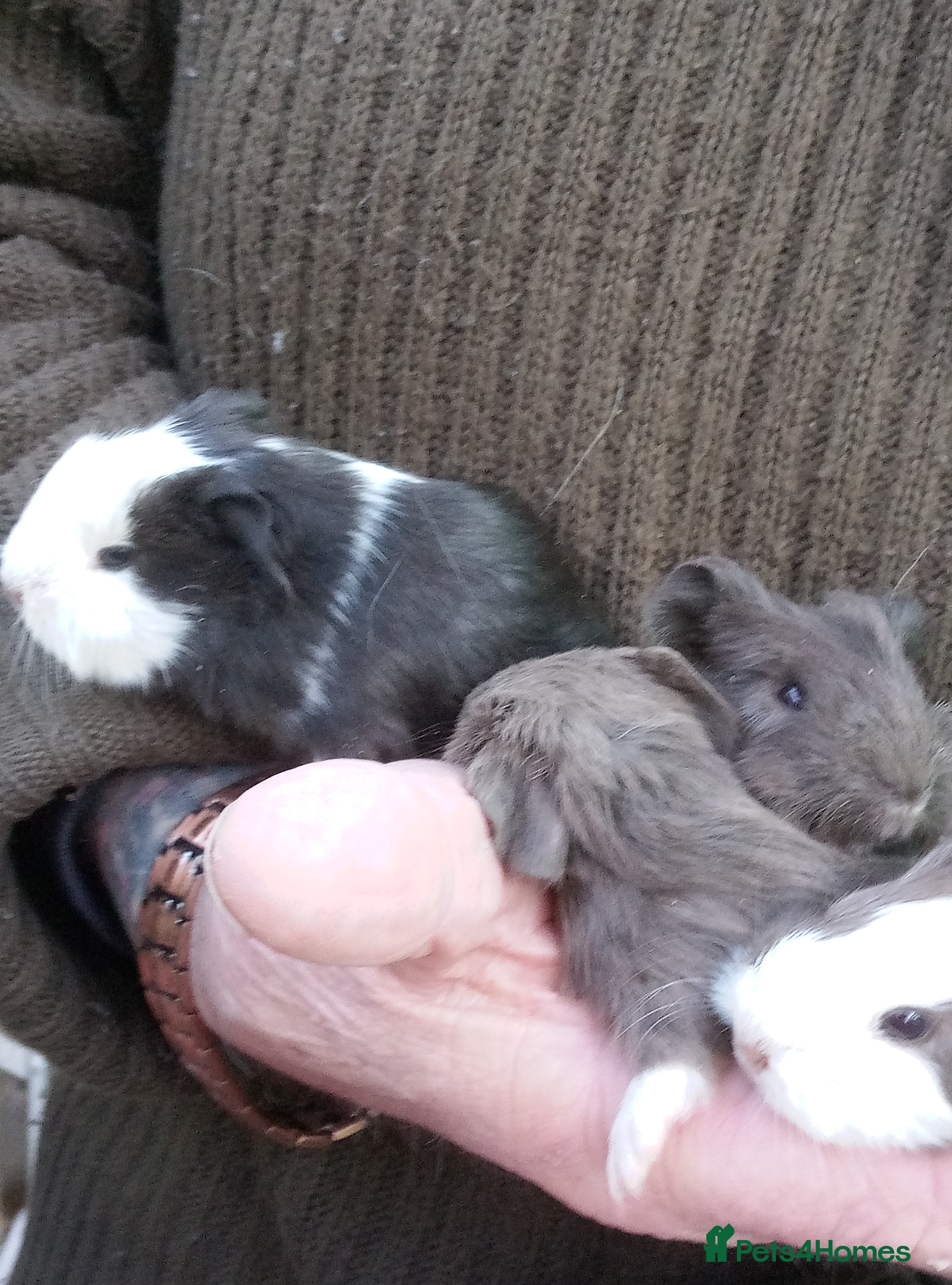 Guinea Pig rodents Long coated Sheltie baby boys - Advert 4
