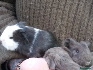 Guinea Pig rodents Long coated Sheltie baby boys - Advert 4