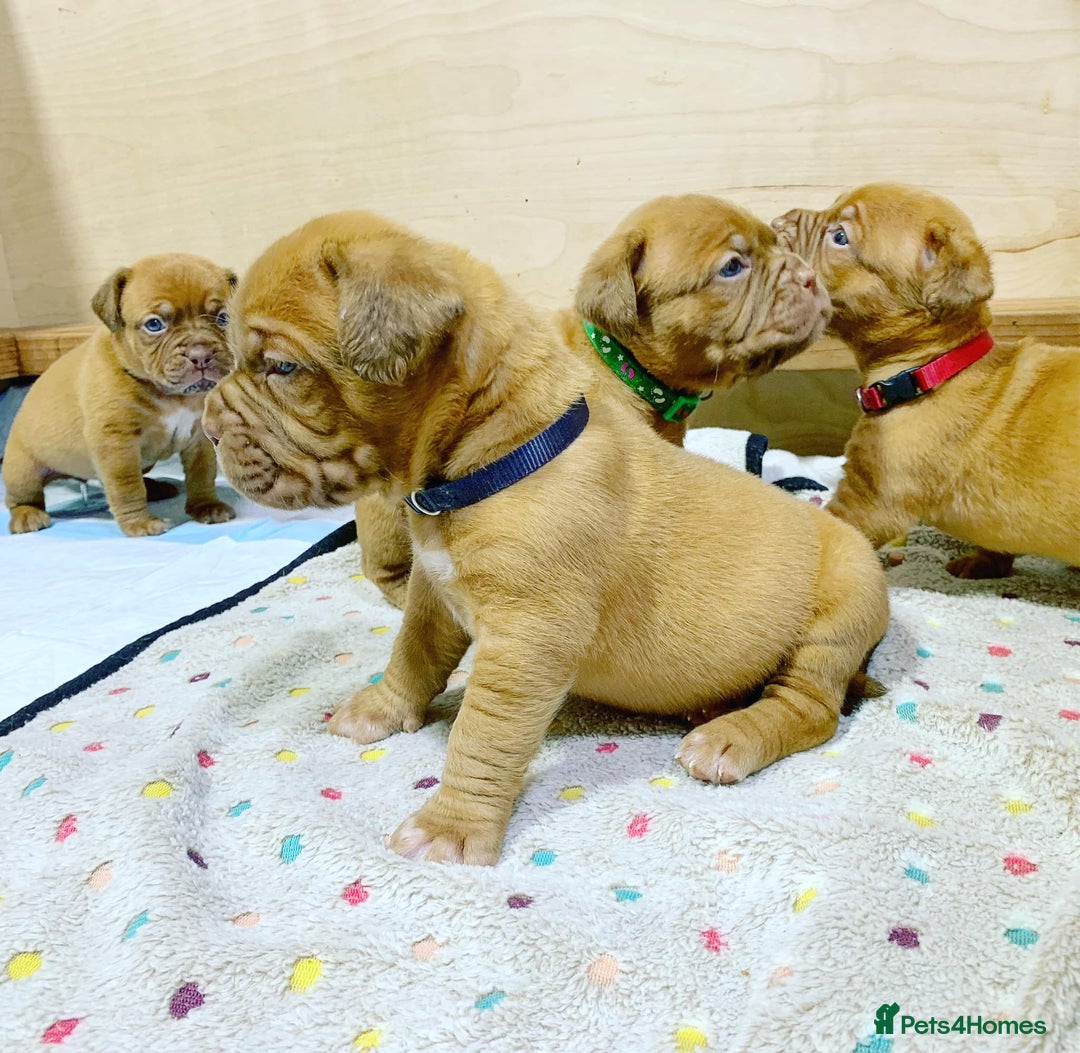 Dogue De Bordeaux dogs for sale: Dogue de Bordeaux puppies now available for sale! - Advert 4