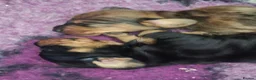 Miniature Dachshund dogs for sale: 2 shaded red girls left KC mini Dacshunds - Advert 5