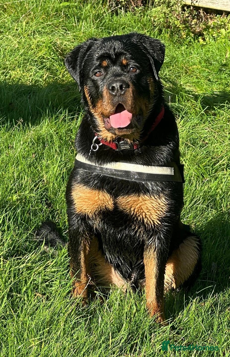 Rottweiler dogs (1 BOY) left READY TOGO Chunky Rottweilerfor sale - Advert 17