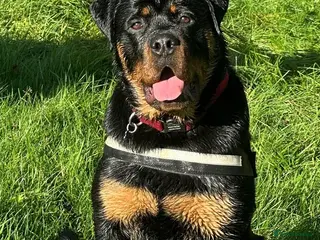 Rottweiler dogs (1 BOY) left READY TOGO Chunky Rottweilerfor sale - Advert 7
