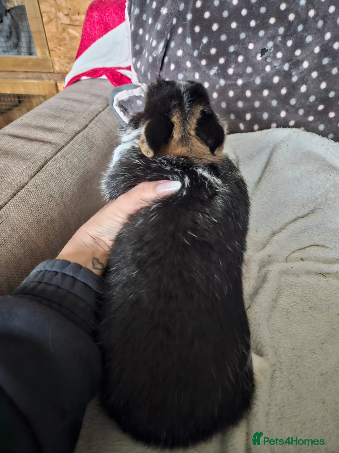 Netherland Dwarf rabbits for sale: Tri-color boy - Advert 5