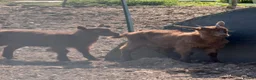 Goats livestock for sale: Goldern Gurnsey/Bagot - Advert 2