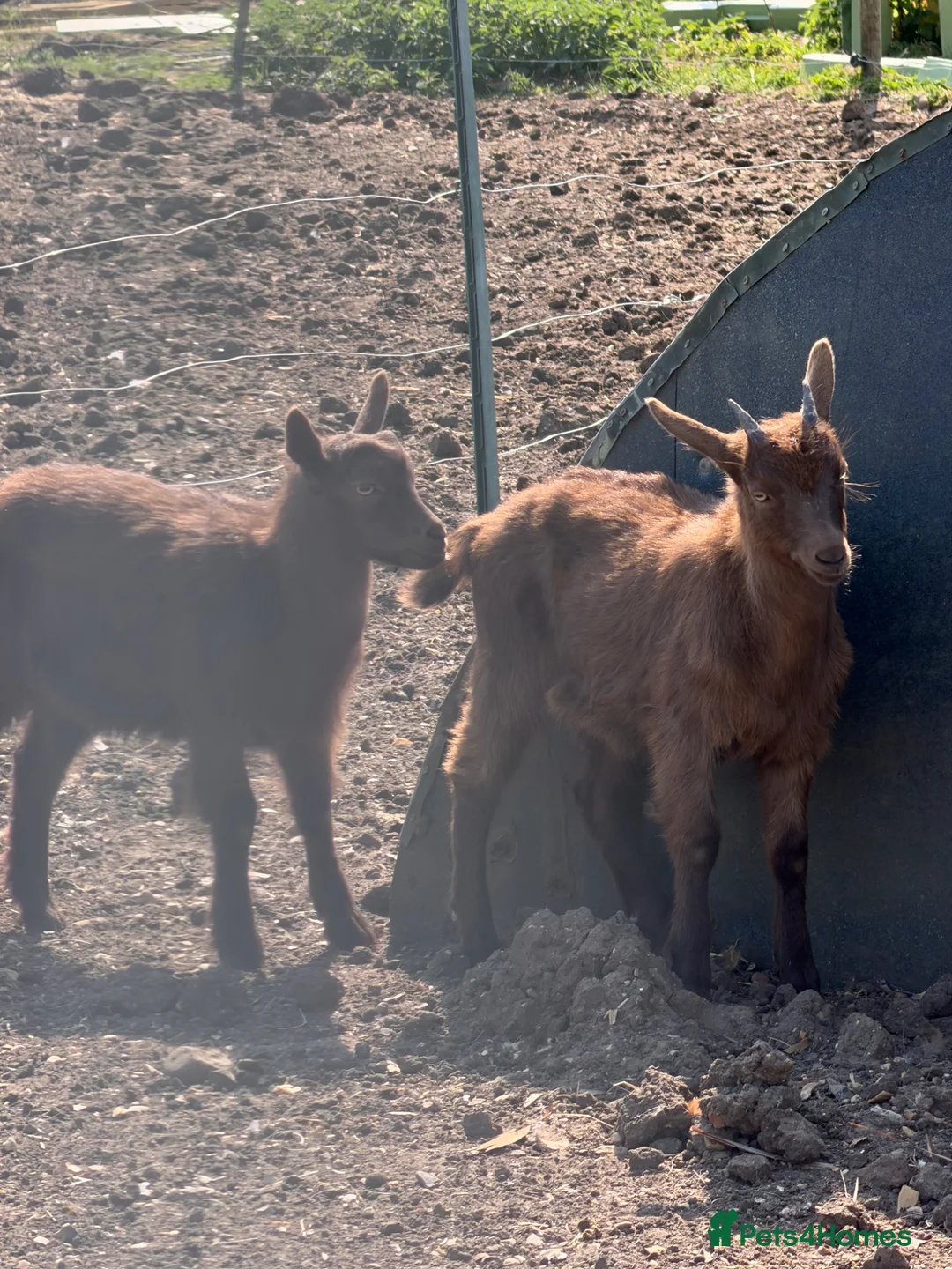 Goats livestock for sale: Goldern Gurnsey/Bagot - Advert 2
