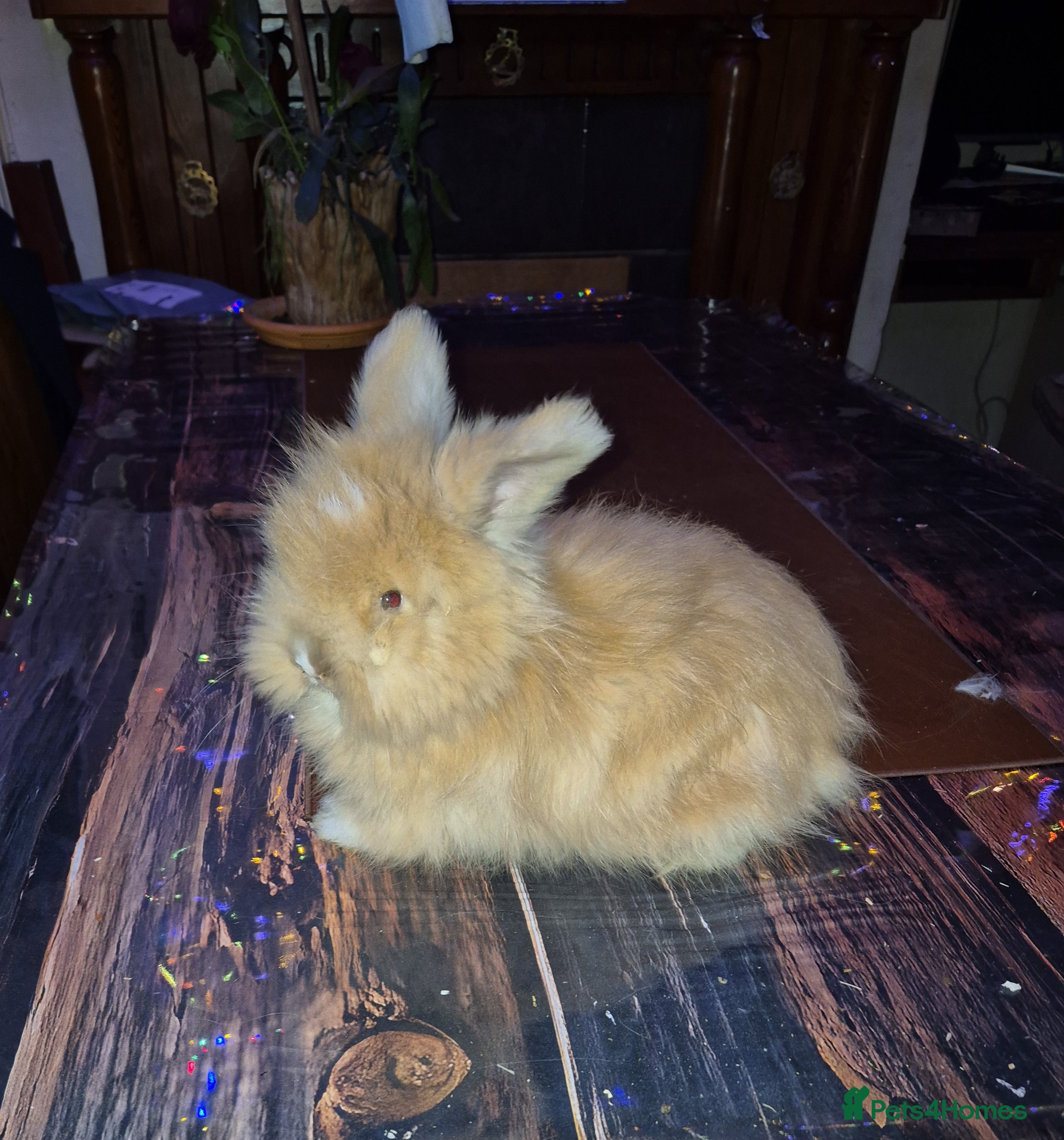 Angora rabbits Gorgeous Angora Rabbits, Pure Bred Full Faced. - Advert 2