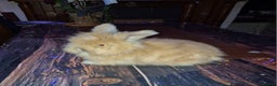 Angora rabbits for sale: Gorgeous Angora Rabbits, Pure Bred Full Faced. - Advert 6