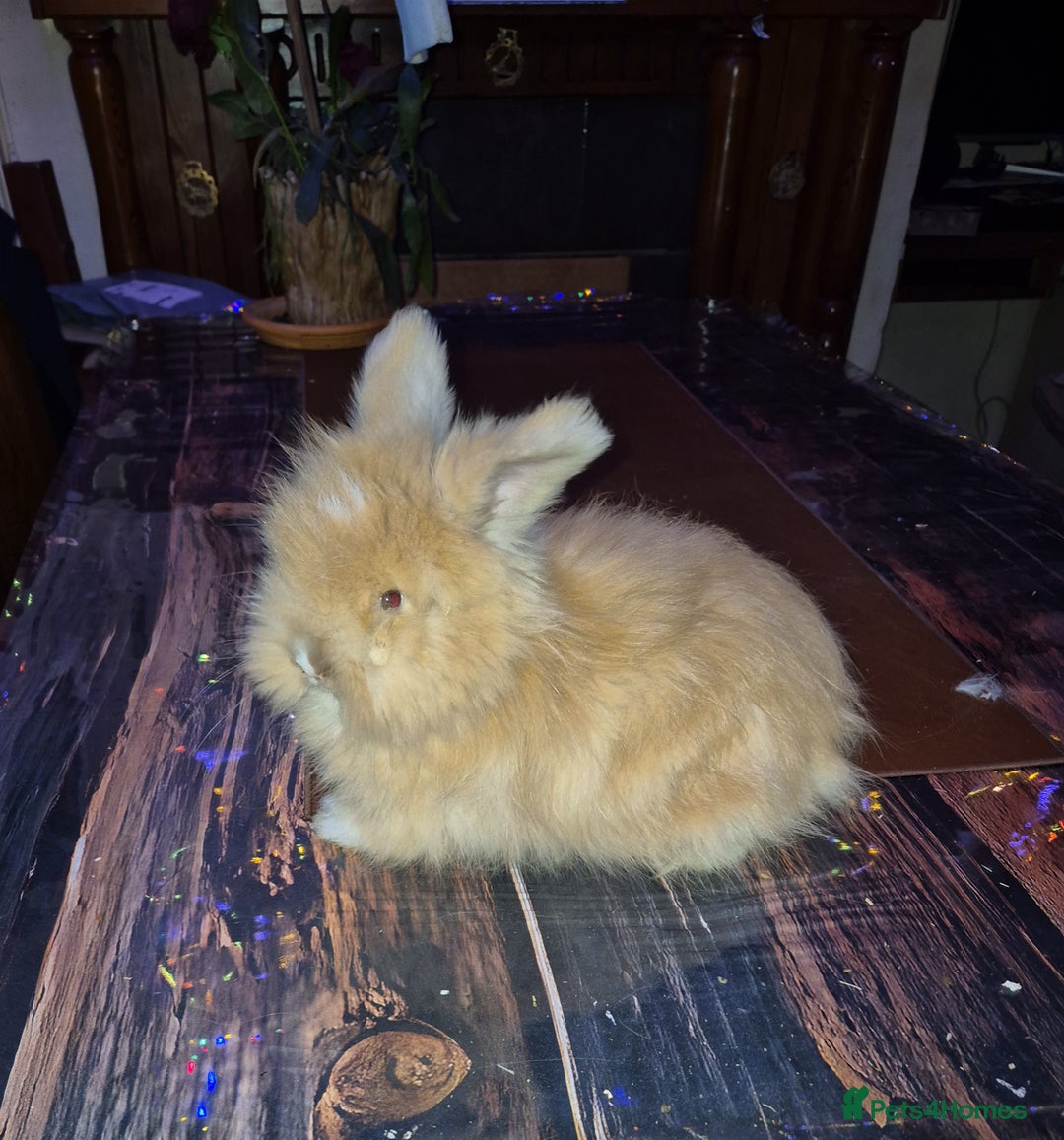 Angora rabbits for sale: Gorgeous Angora Rabbits, Pure Bred Full Faced. - Advert 6