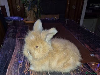 Angora rabbits Gorgeous Angora Rabbits, Pure Bred Full Faced. - Advert 4