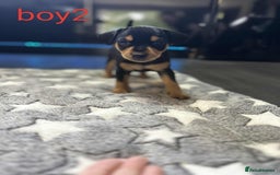 Miniature Pinscher dogs for sale: Miniature Pinscher puppies  - Image 5