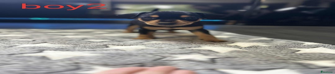 Miniature Pinscher Puppy 5
