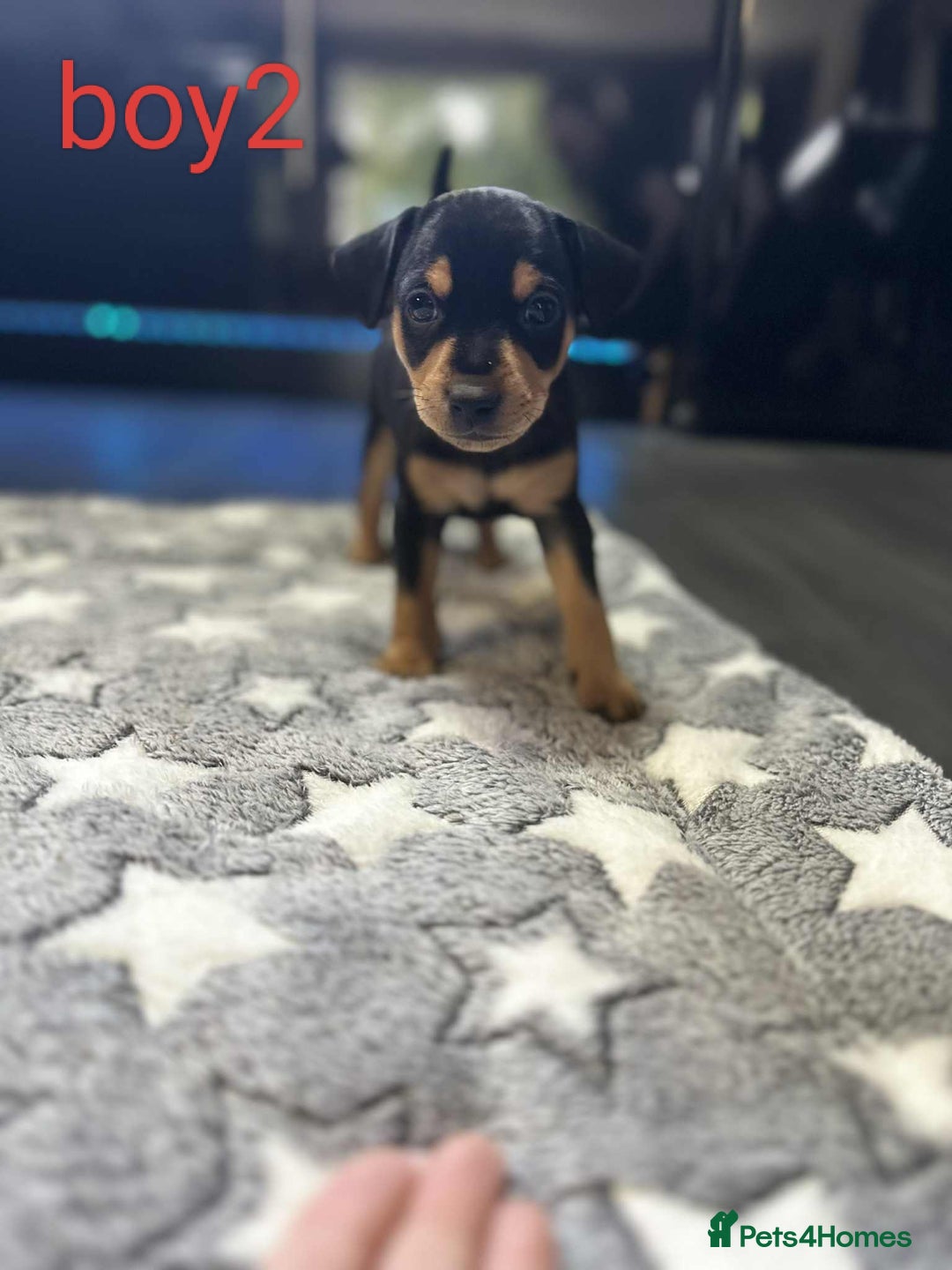 Miniature Pinscher dogs for sale: Miniature Pinscher puppies  - Image 5