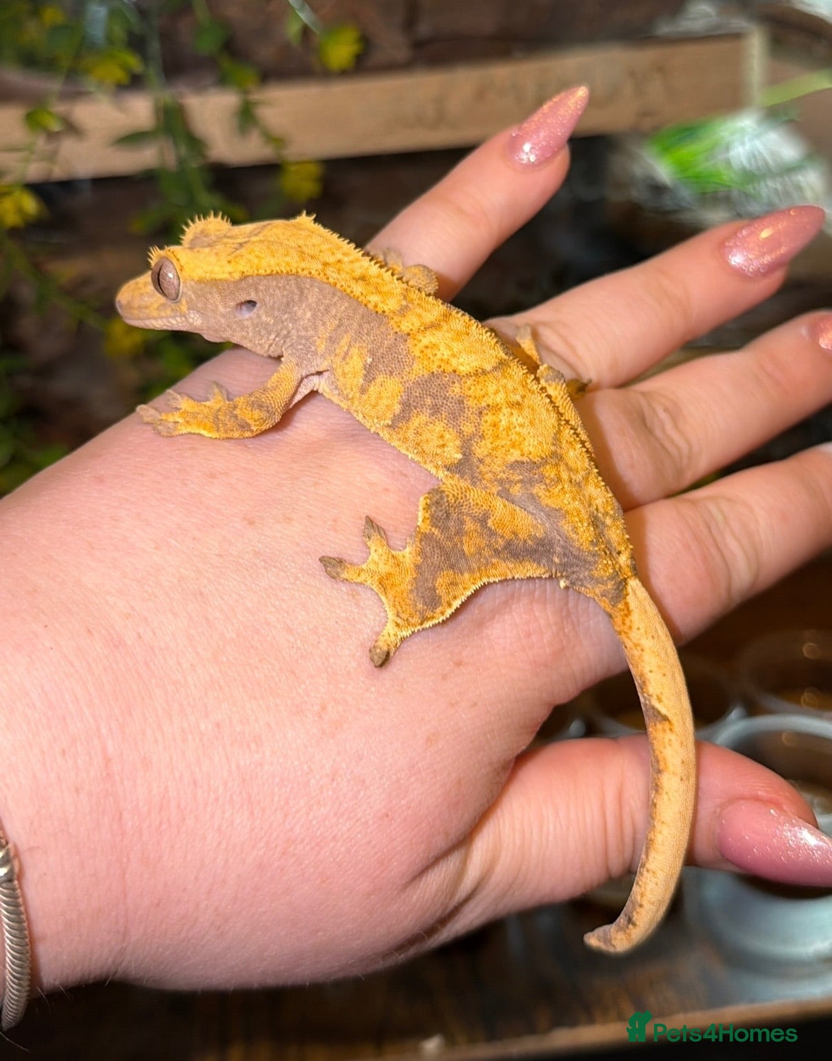 Gecko reptiles Various Crested Geckos for new homes  - Advert 15