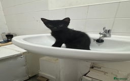 Mixed Breed cats for sale: Kitten - Image 2