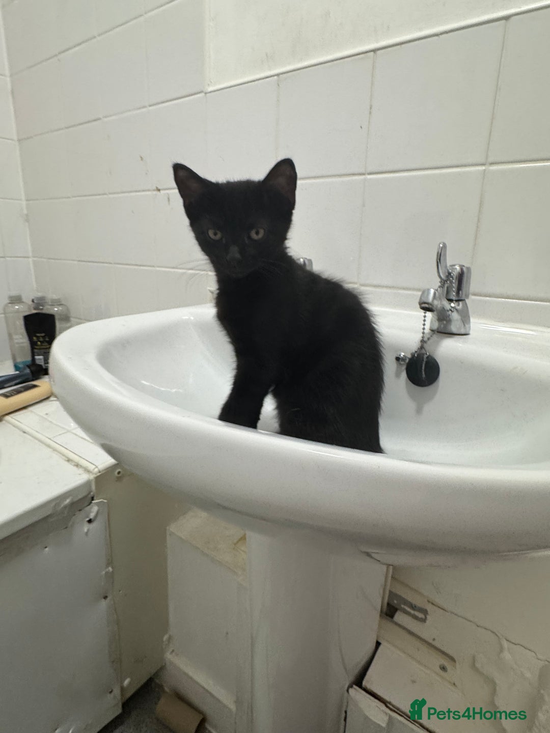 Mixed Breed cats for sale: Kitten - Image 2