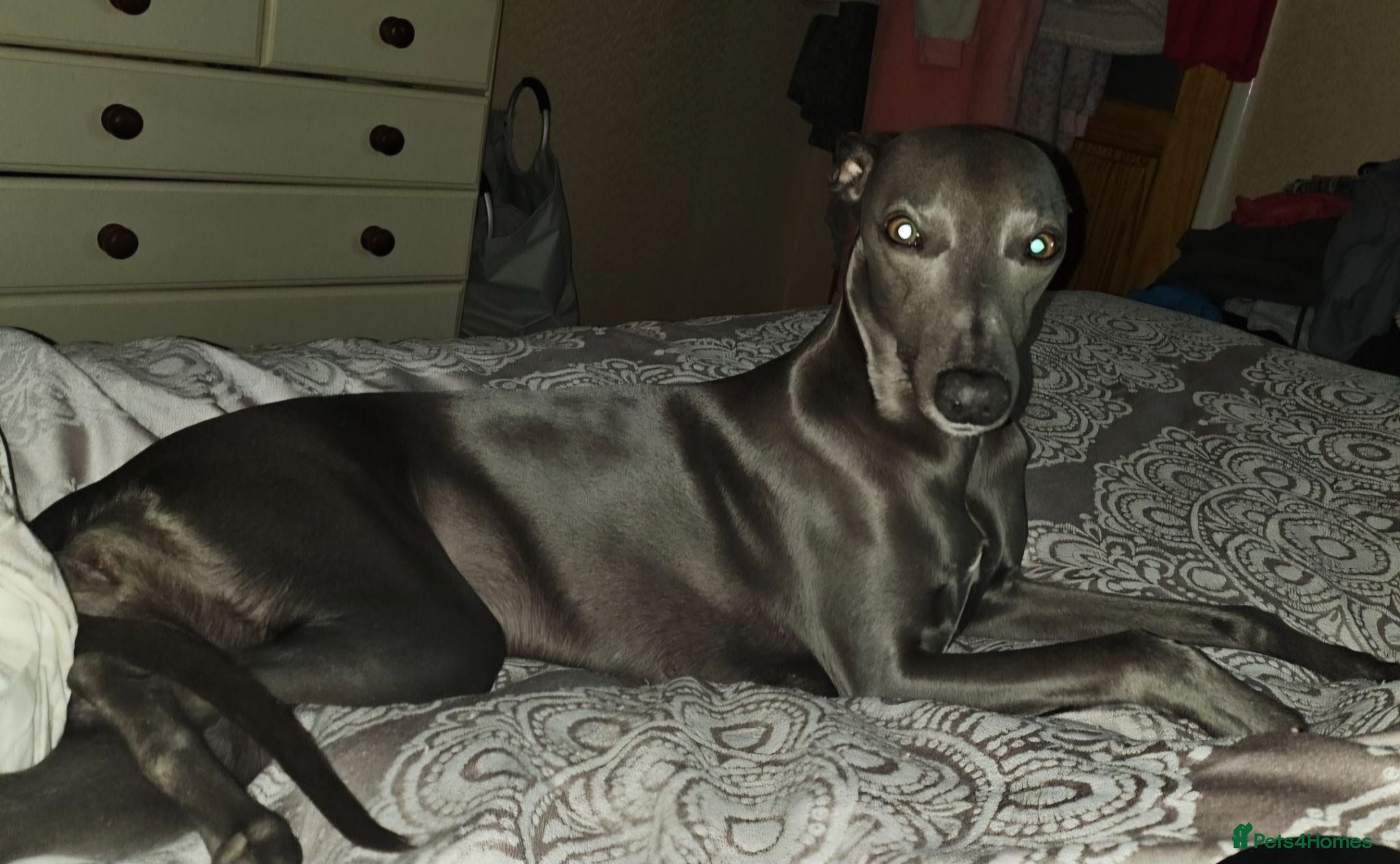 Whippet dogs Beautiful KC Registered Blue Whippet pups for sale - Advert 4