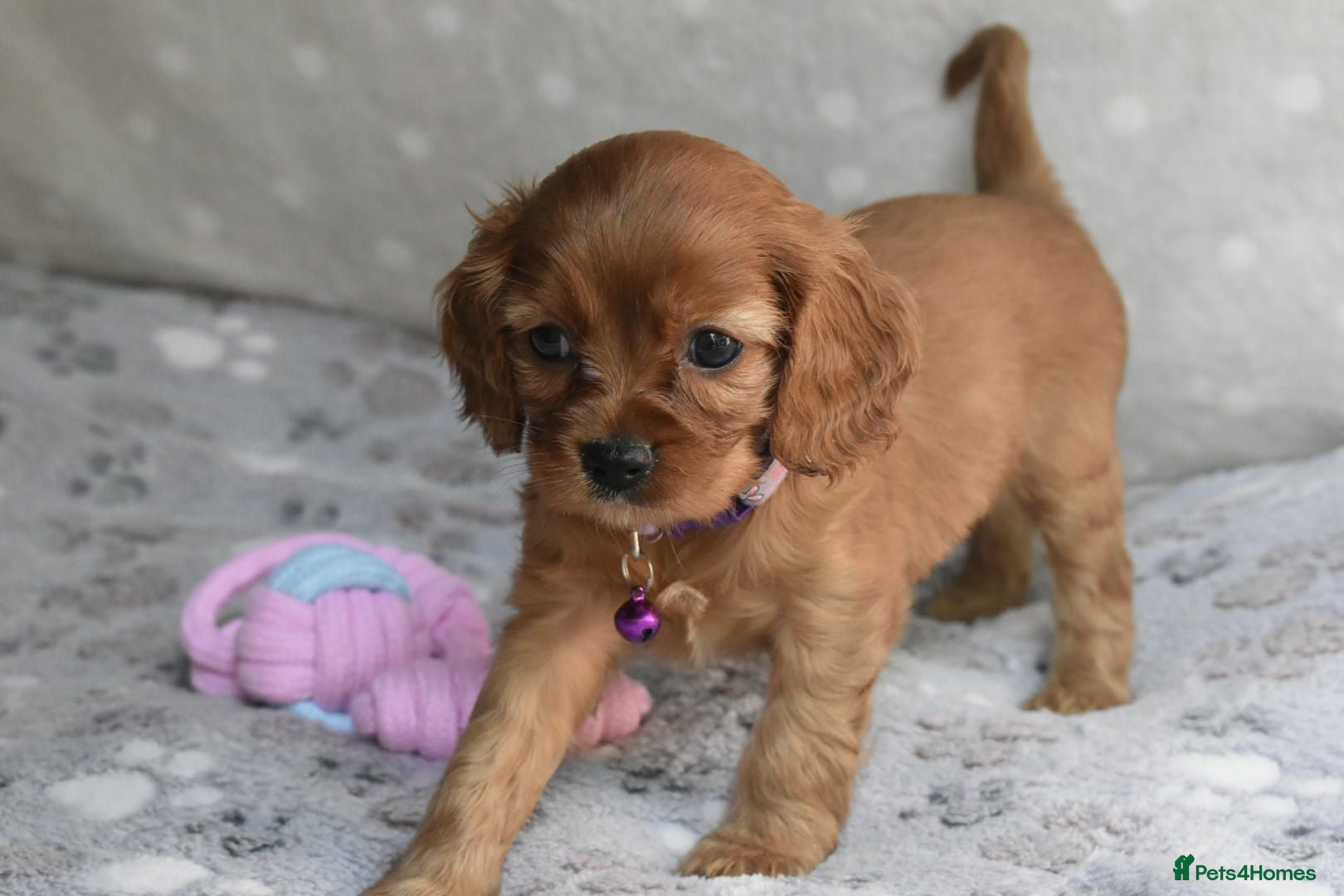 Cavapoo dogs Health Tested Cavapoo Puppies  - Advert 9