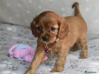 Cavapoo dogs Health Tested Cavapoo Puppies - Advert 3