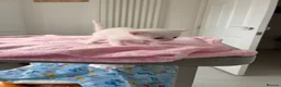 Mixed Breed cats for sale: Pure white male Turkish Angora/Domestic Short Hair - Advert 6