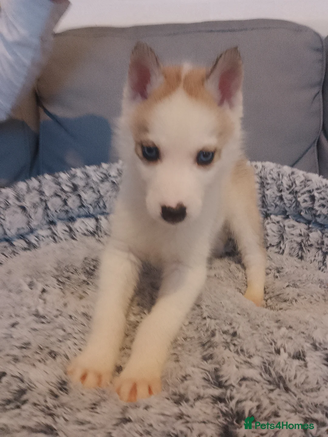 Siberian Husky dogs for sale: Stunning Blue-Eyed Siberian Husky Puppies - Advert 6