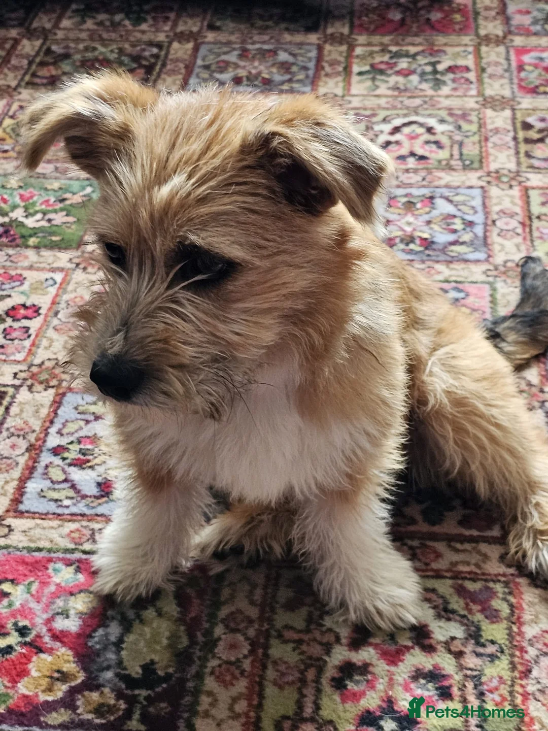 Mixed Breed dogs for adoption: Reeva in Buxton - Advert 2