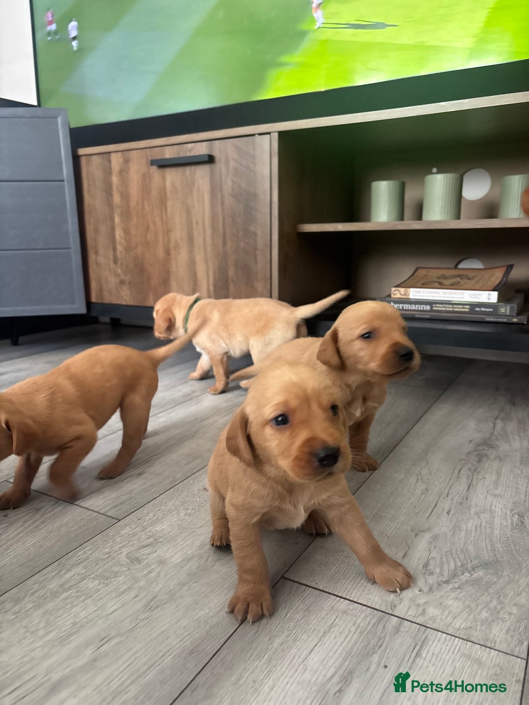 Labrador Retriever dogs for sale: Fox Red Labrador Puppies - Image 5