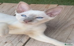 Mixed Breed cats for sale: Oriental X Siamese  - Image 10