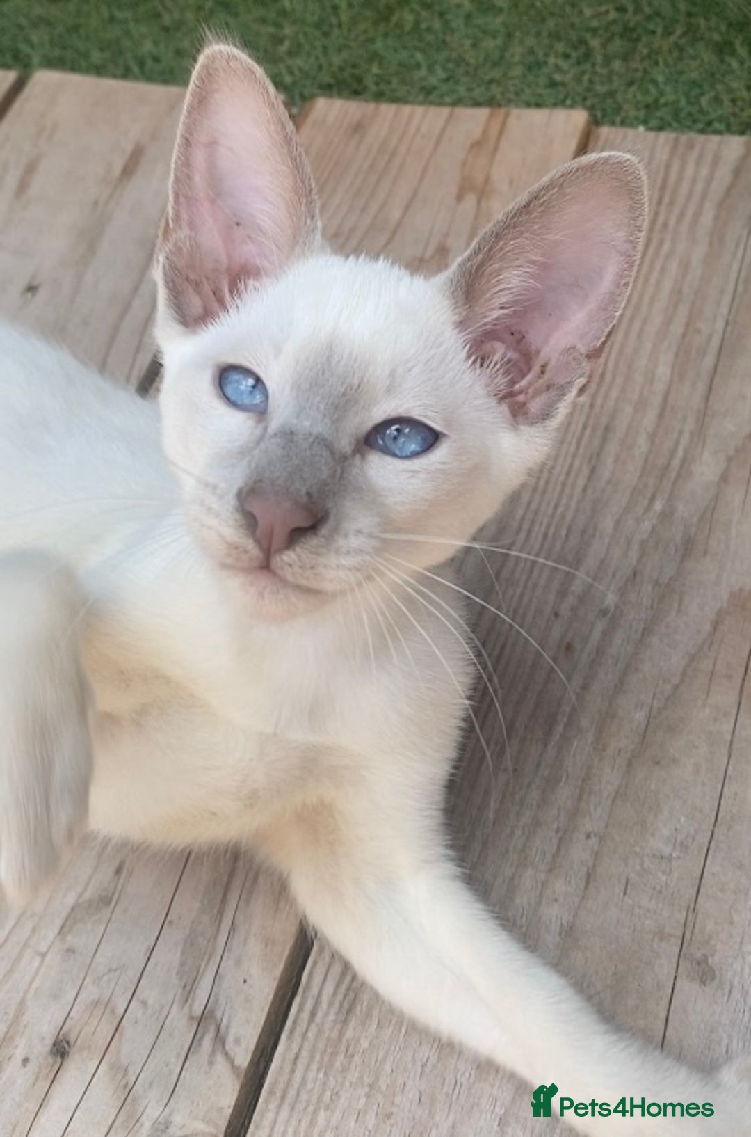 Mixed Breed cats for sale: Oriental X Siamese  - Image 10
