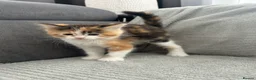 Maine Coon cats for sale: Kittens Looking for Their Forever Homes 🐾 - Advert 30
