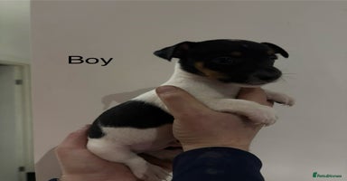 Jack Russell dogs Jack Russell Puppies For Sale - Advert 5