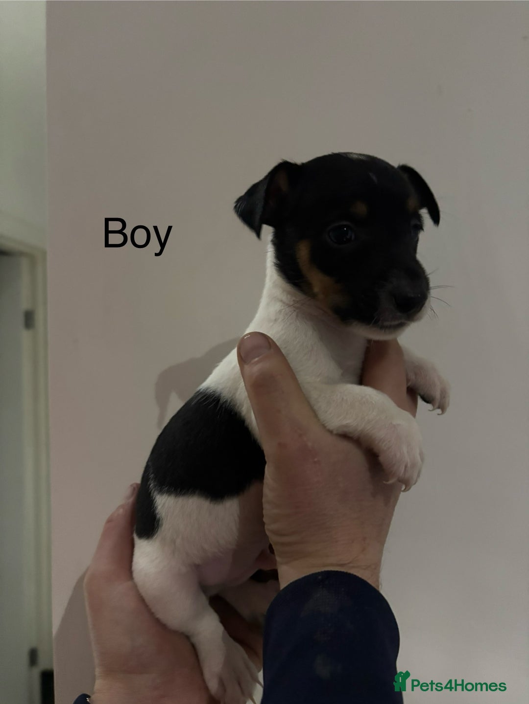 Jack Russell dogs for sale: Jack Russell Puppies For Sale - Advert 3