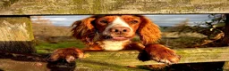 Cocker Spaniel dogs for sale: BEAUTIFUL Working Cocker Spaniels - Advert 2