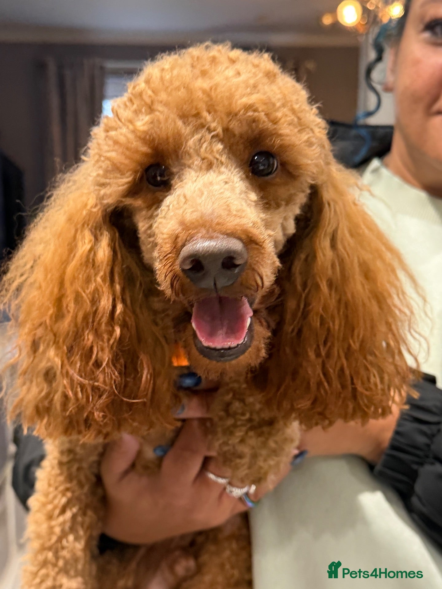 Toy Poodle dogs for stud: Stunning Red KC Toy Poodle Carlos for stud  - Advert 11