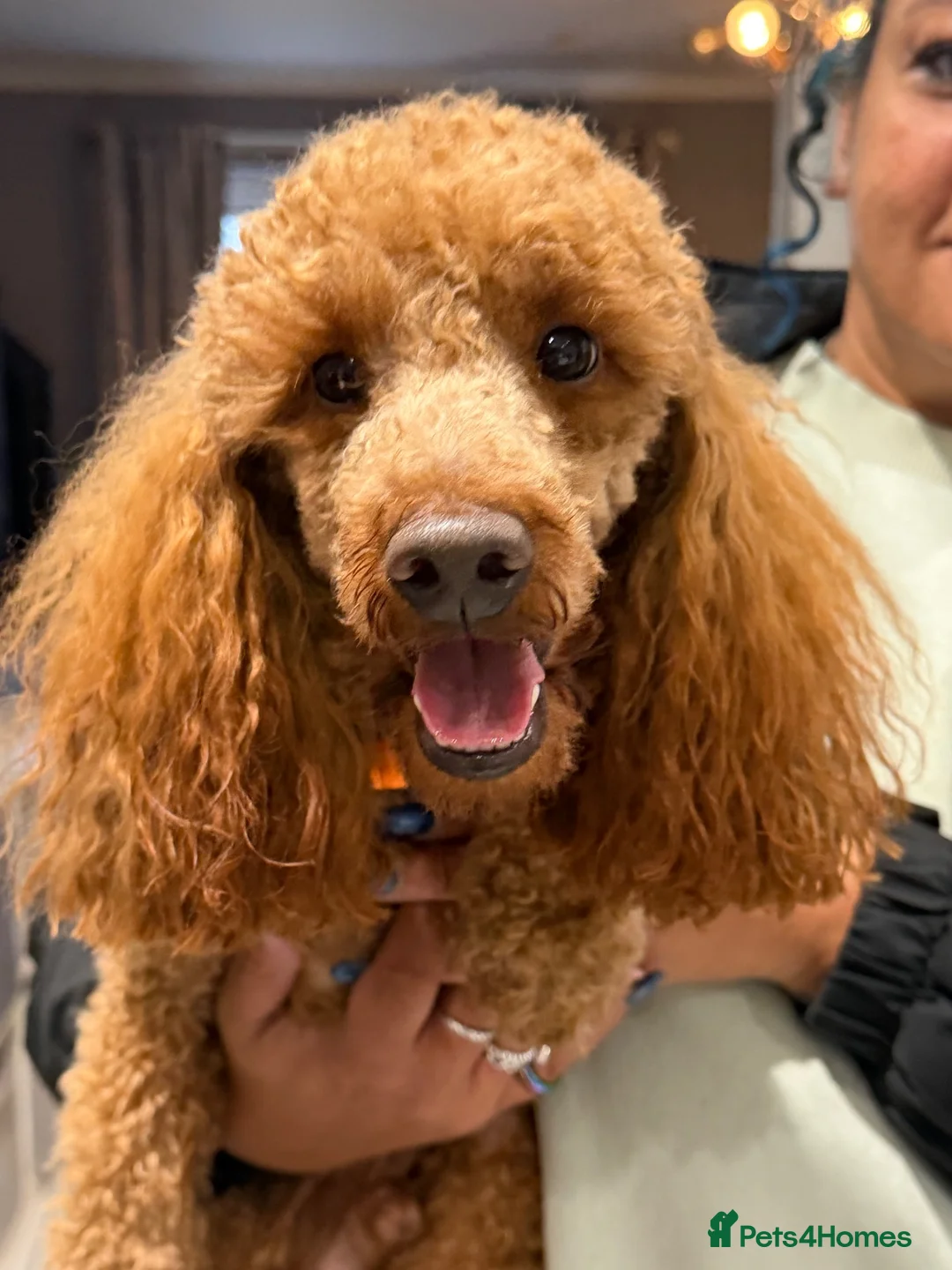 Toy Poodle dogs for stud: Stunning Red KC Toy Poodle Carlos for stud  - Advert 1